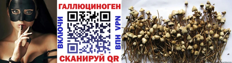 сколько стоит  Пойковский  Галлюциногенные грибы Psilocybe 